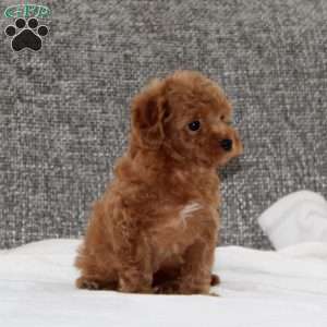 Kolbe, Havapoo Puppy